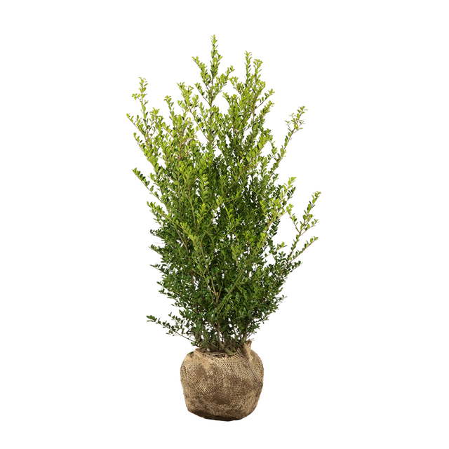 Japanische Stechpalme Green Hedge