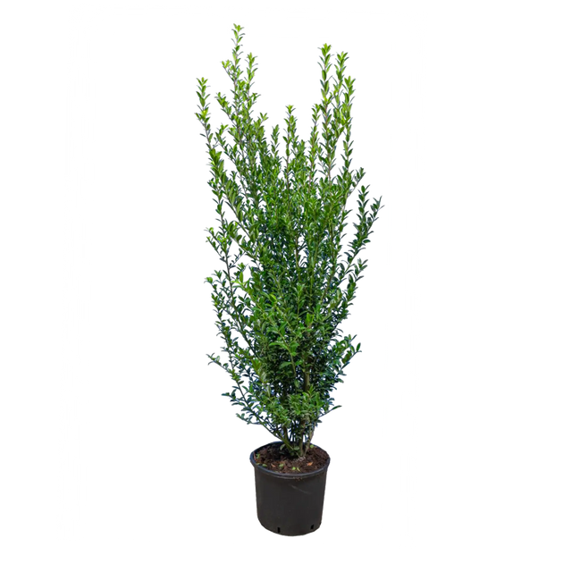 Japanische Stechpalme Kanehirae