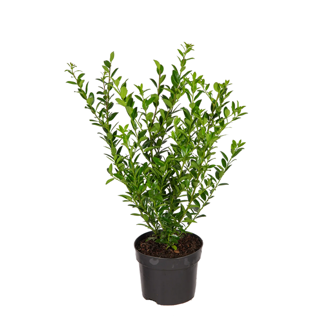 Japanische Stechpalme Kanehirae