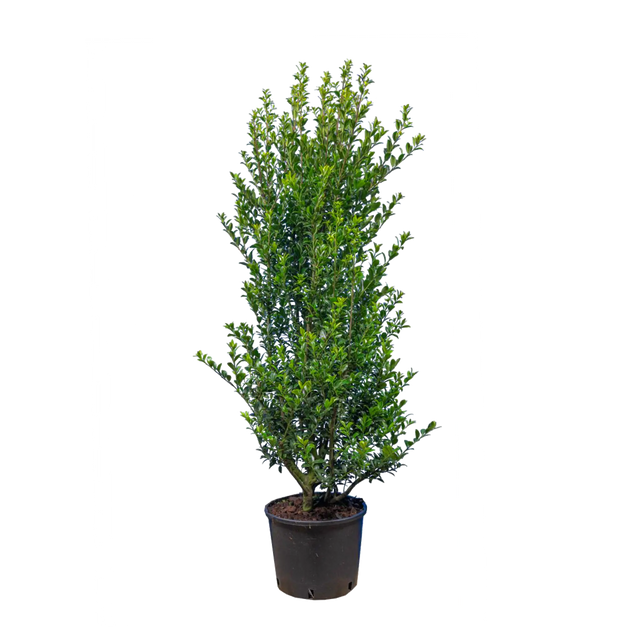 Japanische Stechpalme Kanehirae