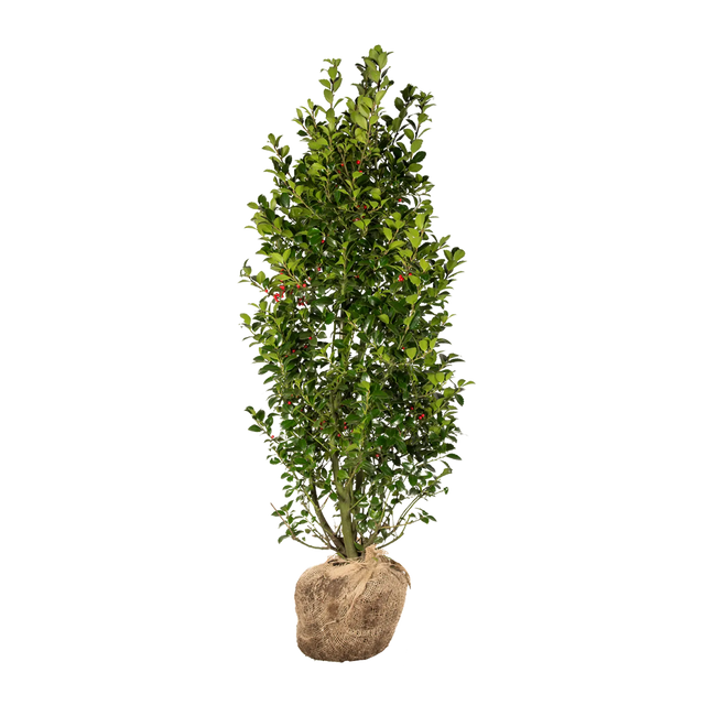 Stechpalme Heckenfee