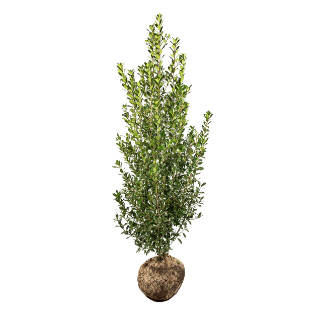 Stechpalme Heckenfee