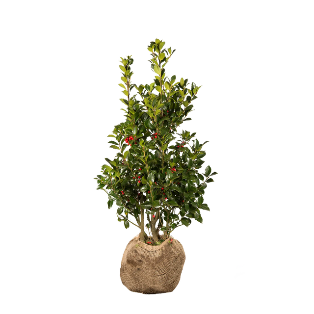 Stechpalme Heckenfee