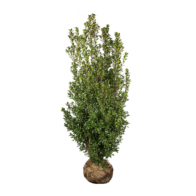 Stechpalme Heckenpracht