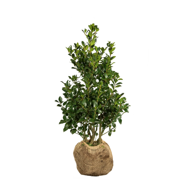 Stechpalme Heckenpracht