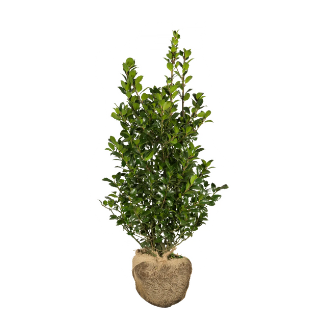 Stechpalme Heckenpracht