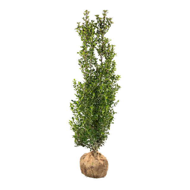 Stechpalme Heckenstar