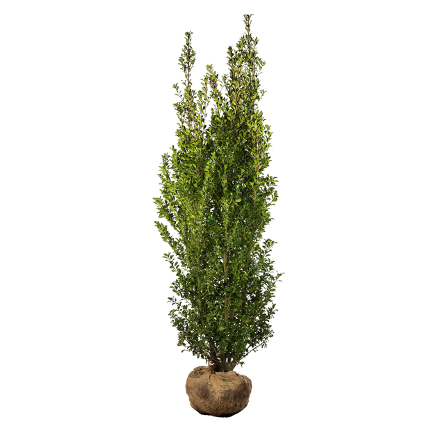 Stechpalme Heckenstar