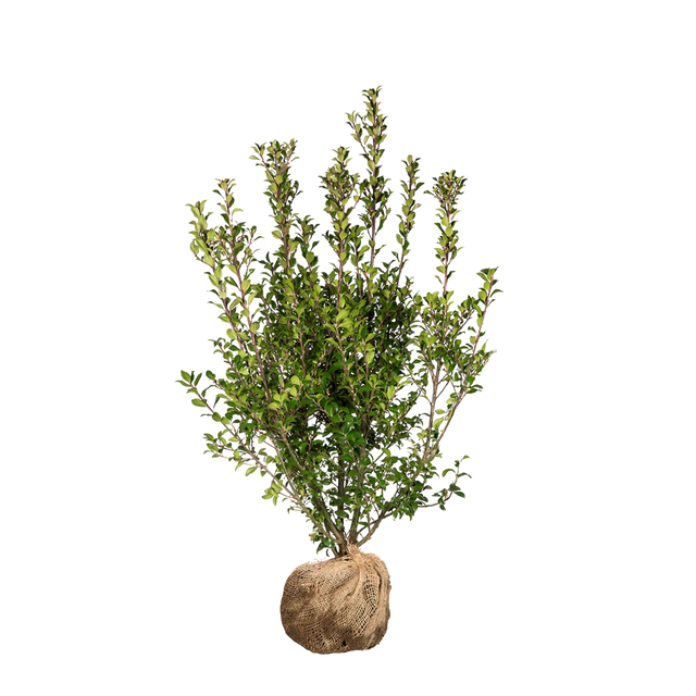 Stechpalme Heckenstar