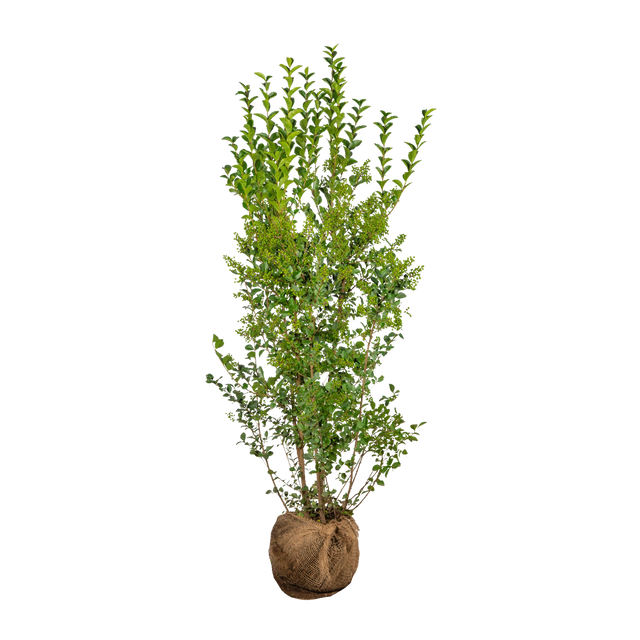 Ovalblättriger Liguster