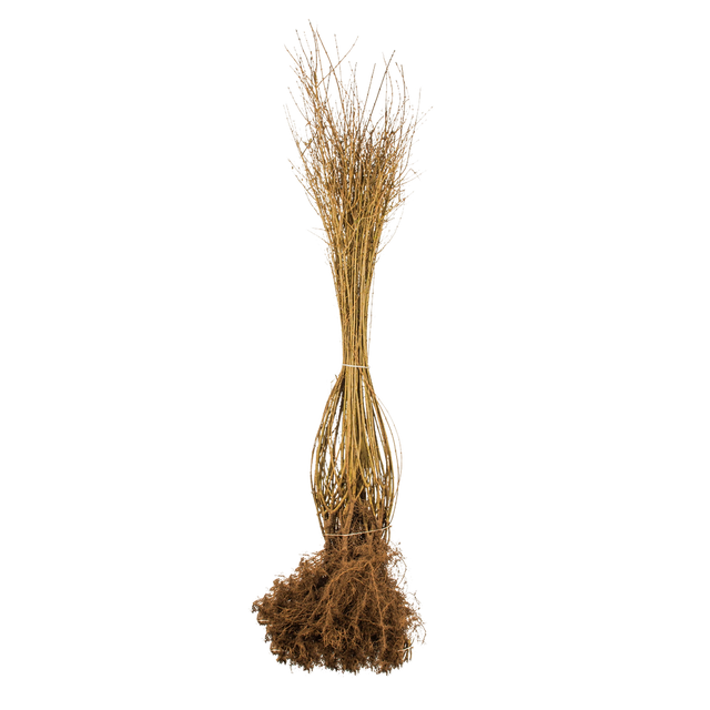 Wintergrüner Liguster