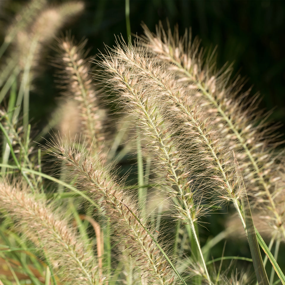 Lampenputzergras 'Little bunny'