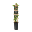 Immergrüner Geißblatt