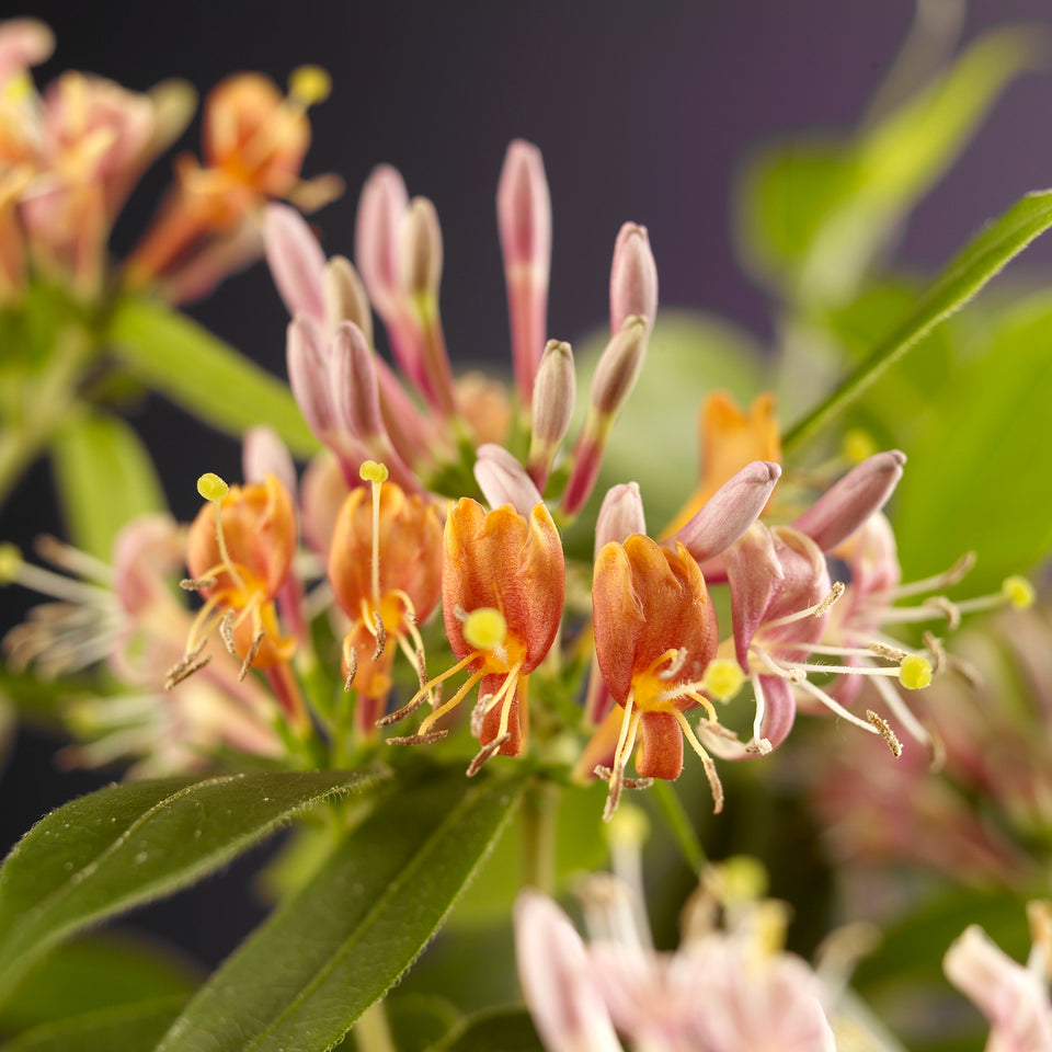 Immergrüner Geißblatt
