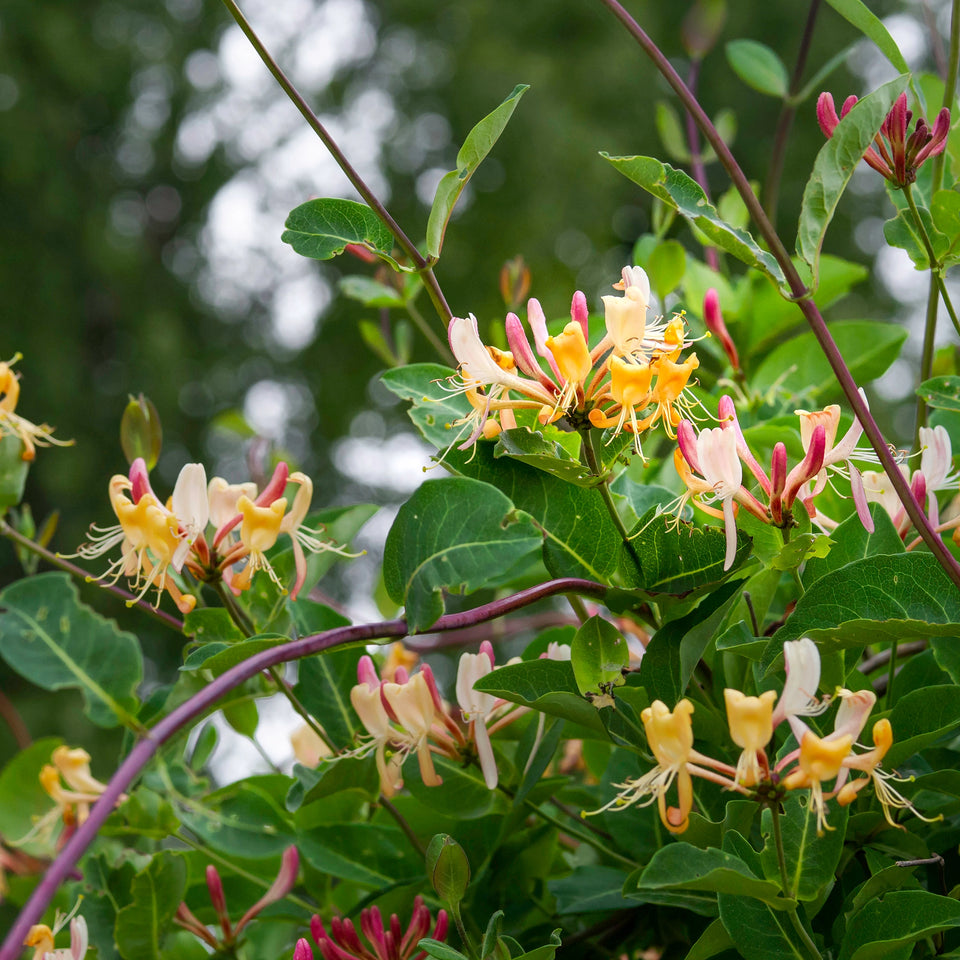Immergrüner Geißblatt