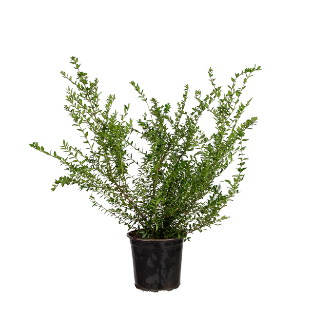 Heckenmyrte Elegant