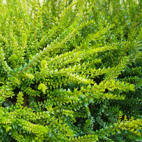 Heckenkirsche (Lonicera nitida 'Maigrün')