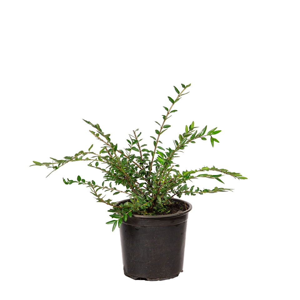 Immergrüne Kriech-Heckenkirsche