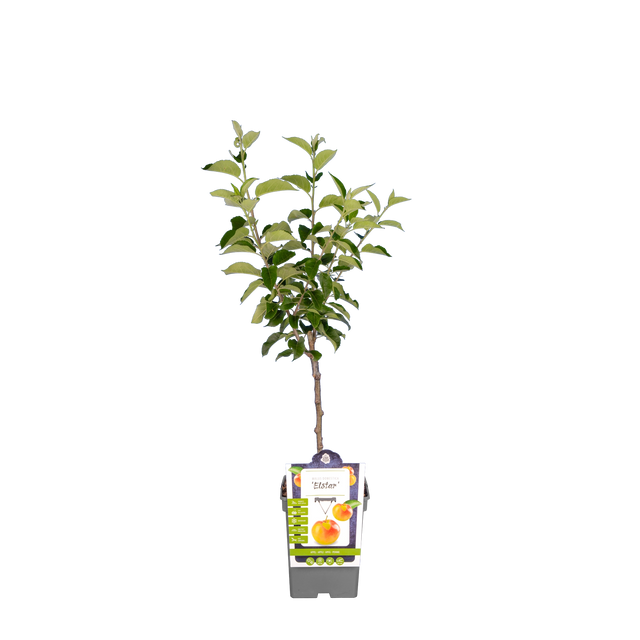 Apfelbaum 'Elstar'