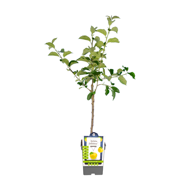 Apfelbaum 'Golden Delicious'
