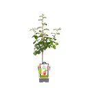 Apfelbaum 'Roter Boskoop'