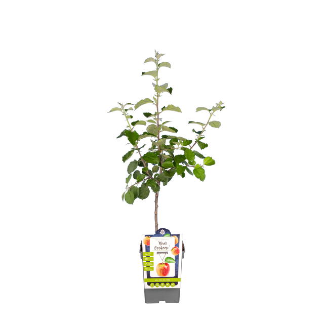 Apfelbaum 'Roter Boskoop'
