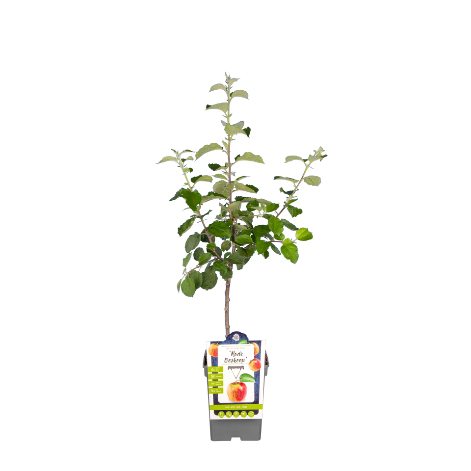 Apfelbaum 'Roter Boskoop'
