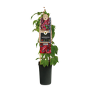 Orientalische Weinrebe