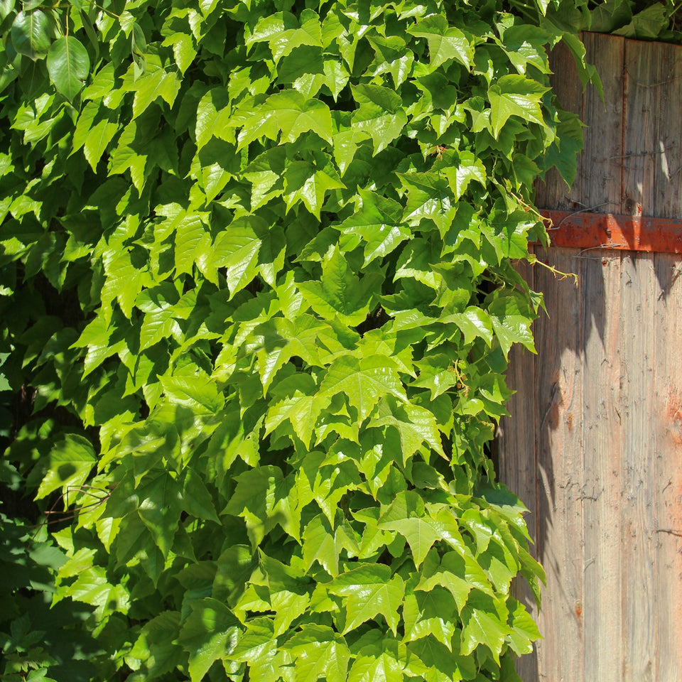 Orientalische Weinrebe