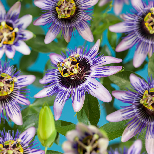 Passionsblume Damsel's Delight