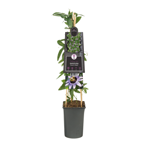 Passionsblume (Passiflora Damsel's Delight) Kletterpflanzen kaufen