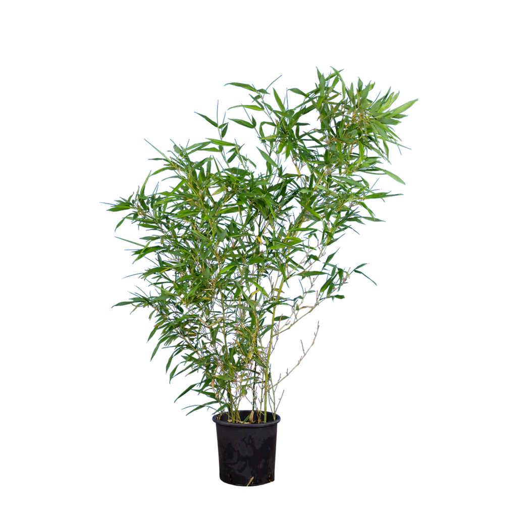 bambus kaufen ebay bambus-phyllostachys-bissetii-im-topf-80-100-cm