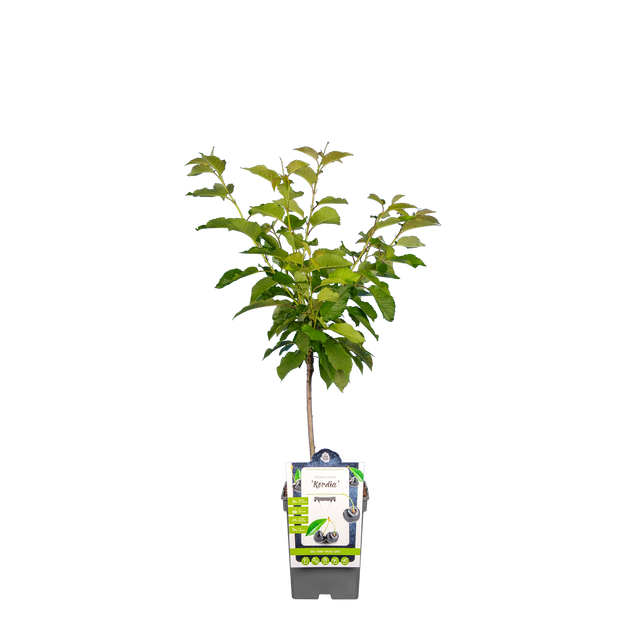 Kirschbaum 'Kordia'