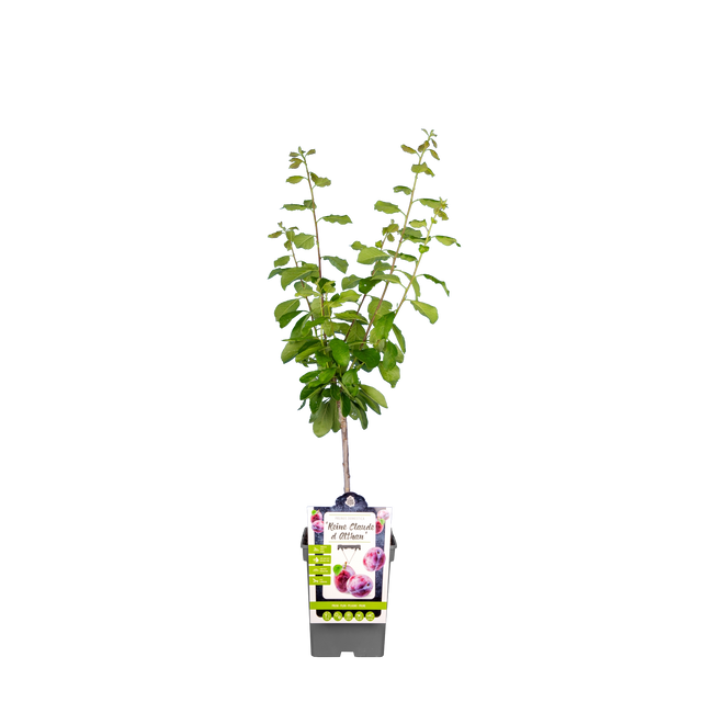 Pflaumenbaum 'Reine Claude d'Althan'