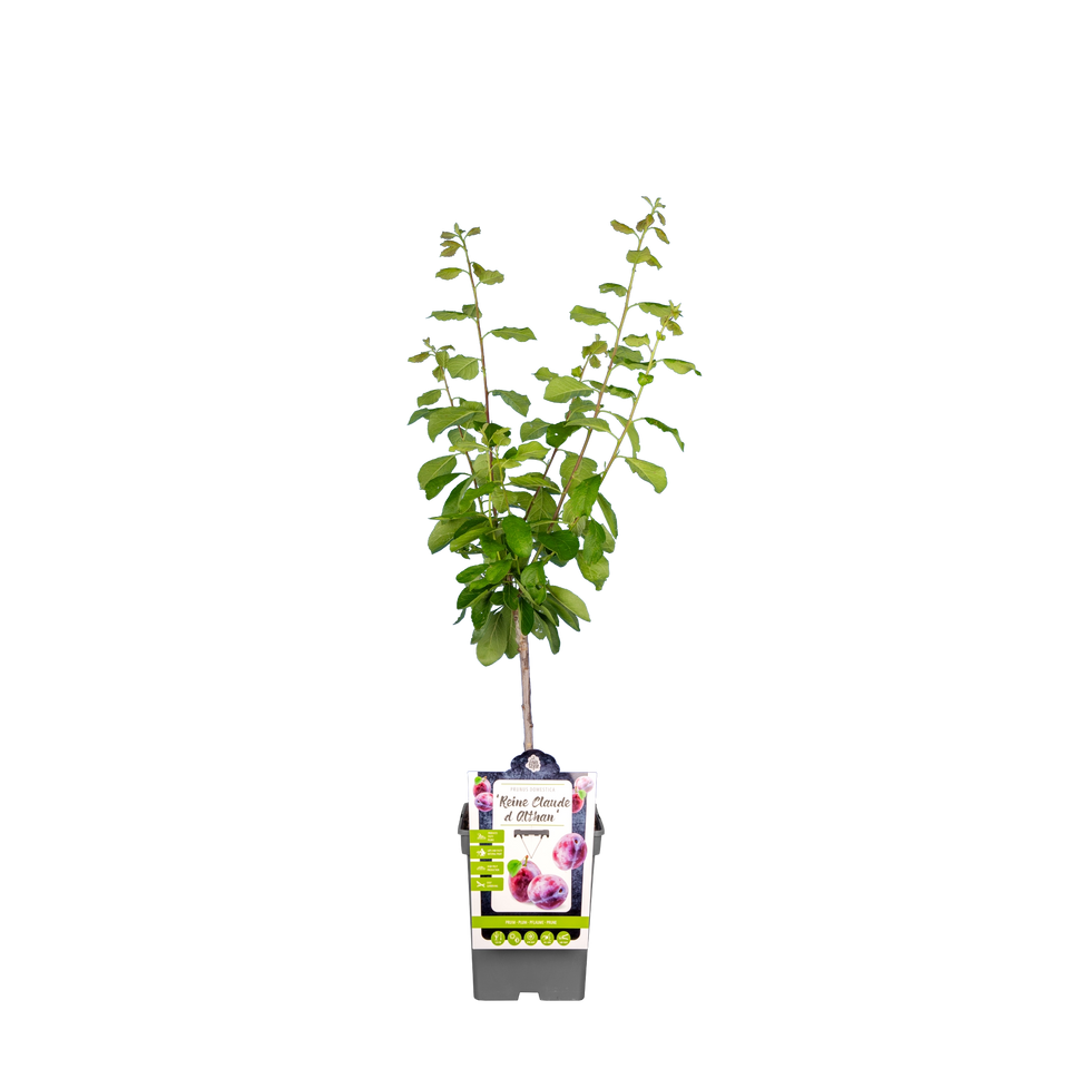 Pflaumenbaum 'Reine Claude d'Althan'