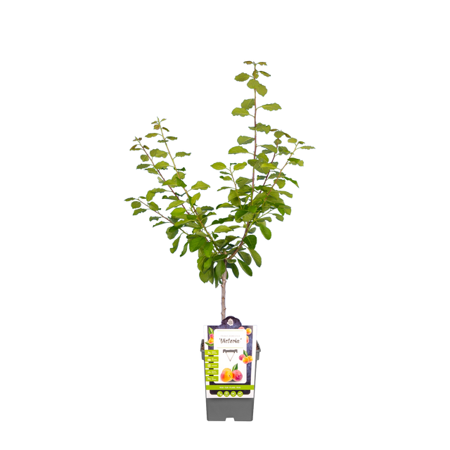 Pflaumenbaum 'Victoria'