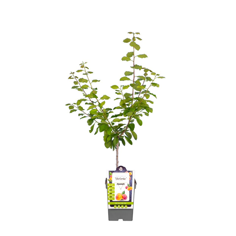 Pflaumenbaum 'Victoria'