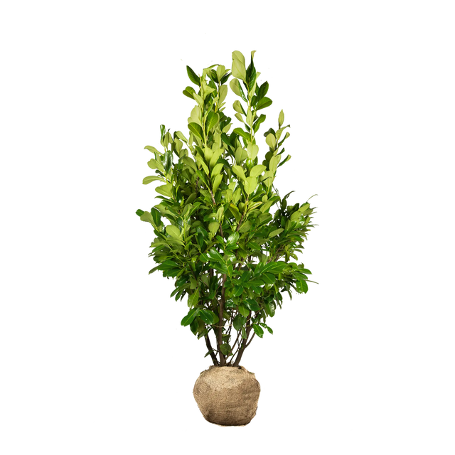 Kirschlorbeer Rotundifolia