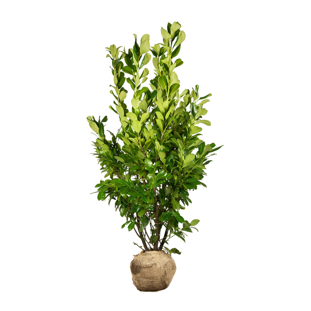 Kirschlorbeer Rotundifolia