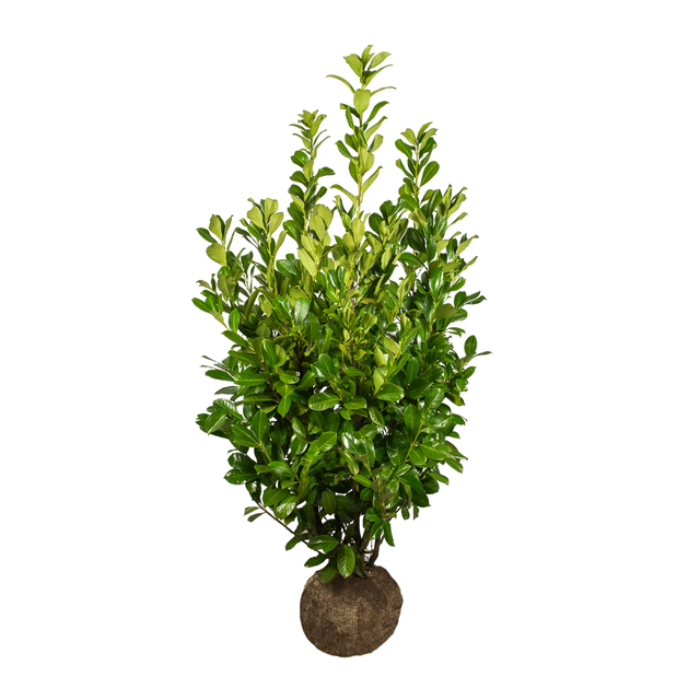 Kirschlorbeer Rotundifolia