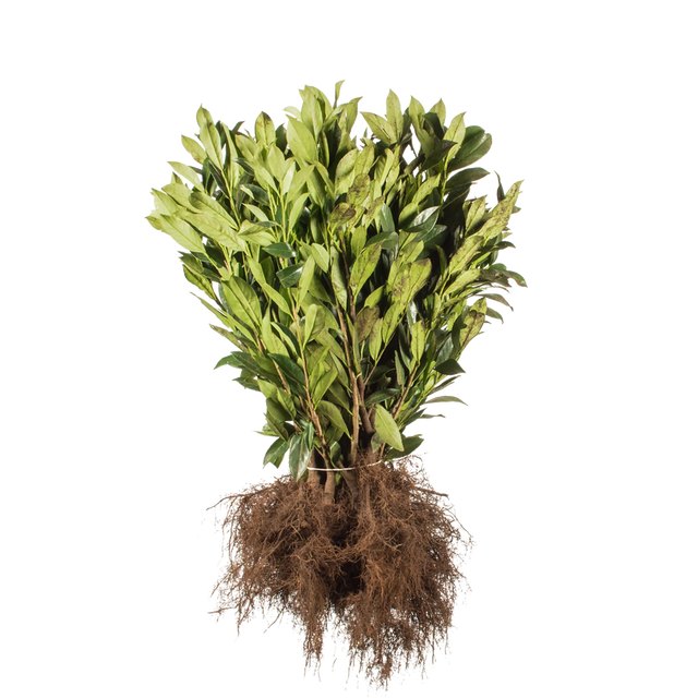 Kirschlorbeer Caucasica