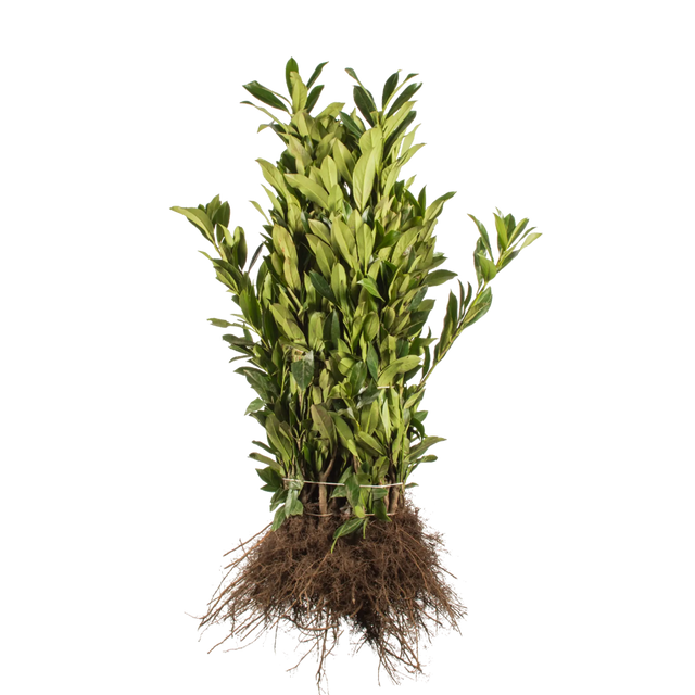 Kirschlorbeer Caucasica