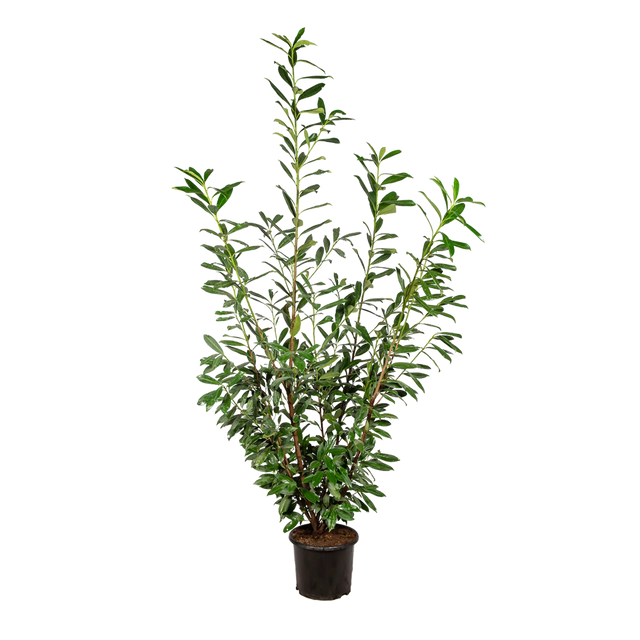 Kirschlorbeer Caucasica