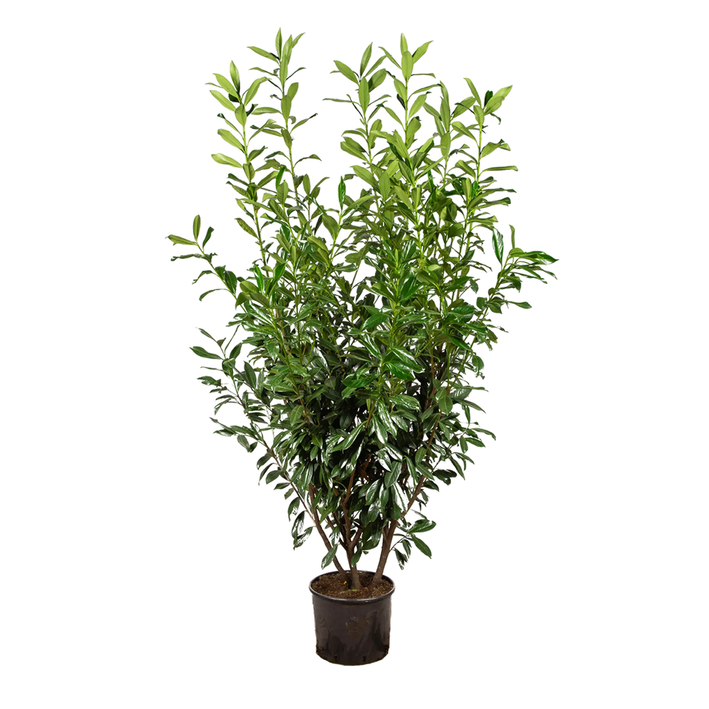 Kirschlorbeer Caucasica (Prunus laurocerasus 'Caucasica') | 175-200 cm im  Topf