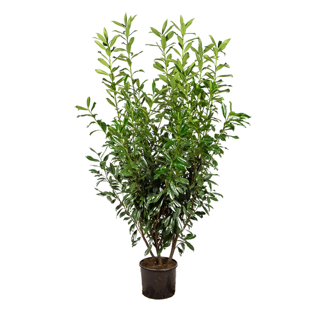 Kirschlorbeer Caucasica