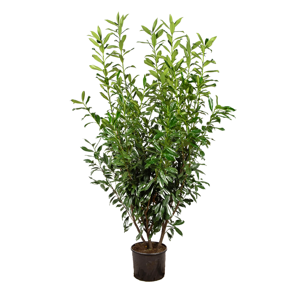 Kirschlorbeer Caucasica