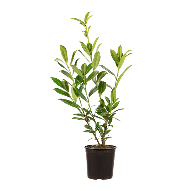 Kirschlorbeer Caucasica