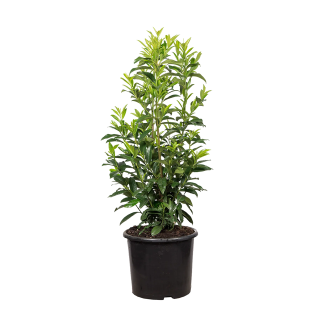 Kirschlorbeer Caucasica