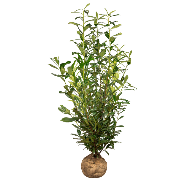 Kirschlorbeer Caucasica