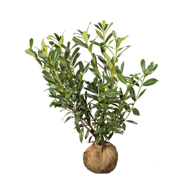 Kirschlorbeer Caucasica